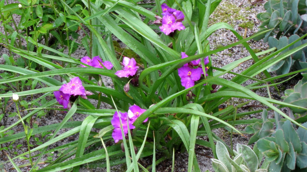 Spiderwort, Tradescantia tharpii, in bloom with purple flowers.