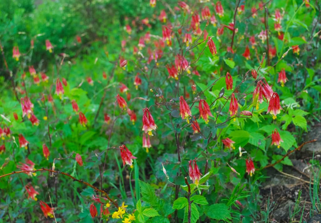 Wild Columbine, Aquilega canadensis, in bloom with red flowers.