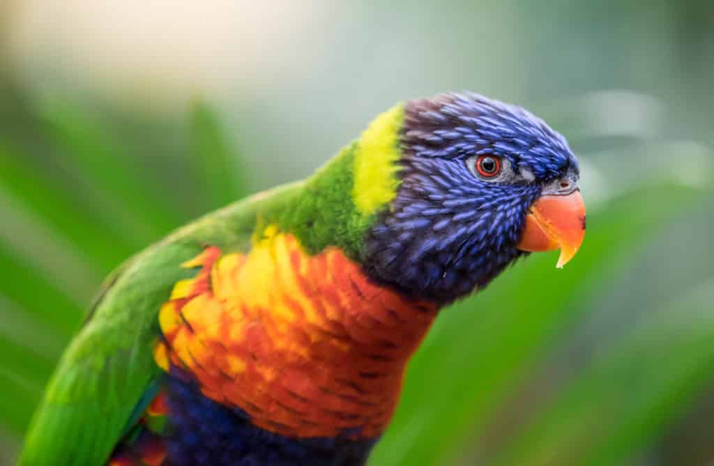 Close up of a Rainbow Lorikeet, which has purple, yellow, orange, blue, and green feathers, and an orange beak.