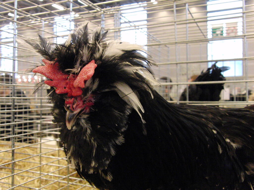 Houdan chicken with a fluffy patch of feathers on its head and orange and brown mottled feathers.