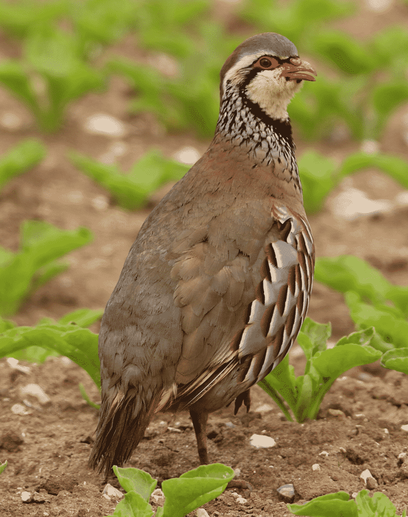 Red-legged Partridge standing on rocky soil..