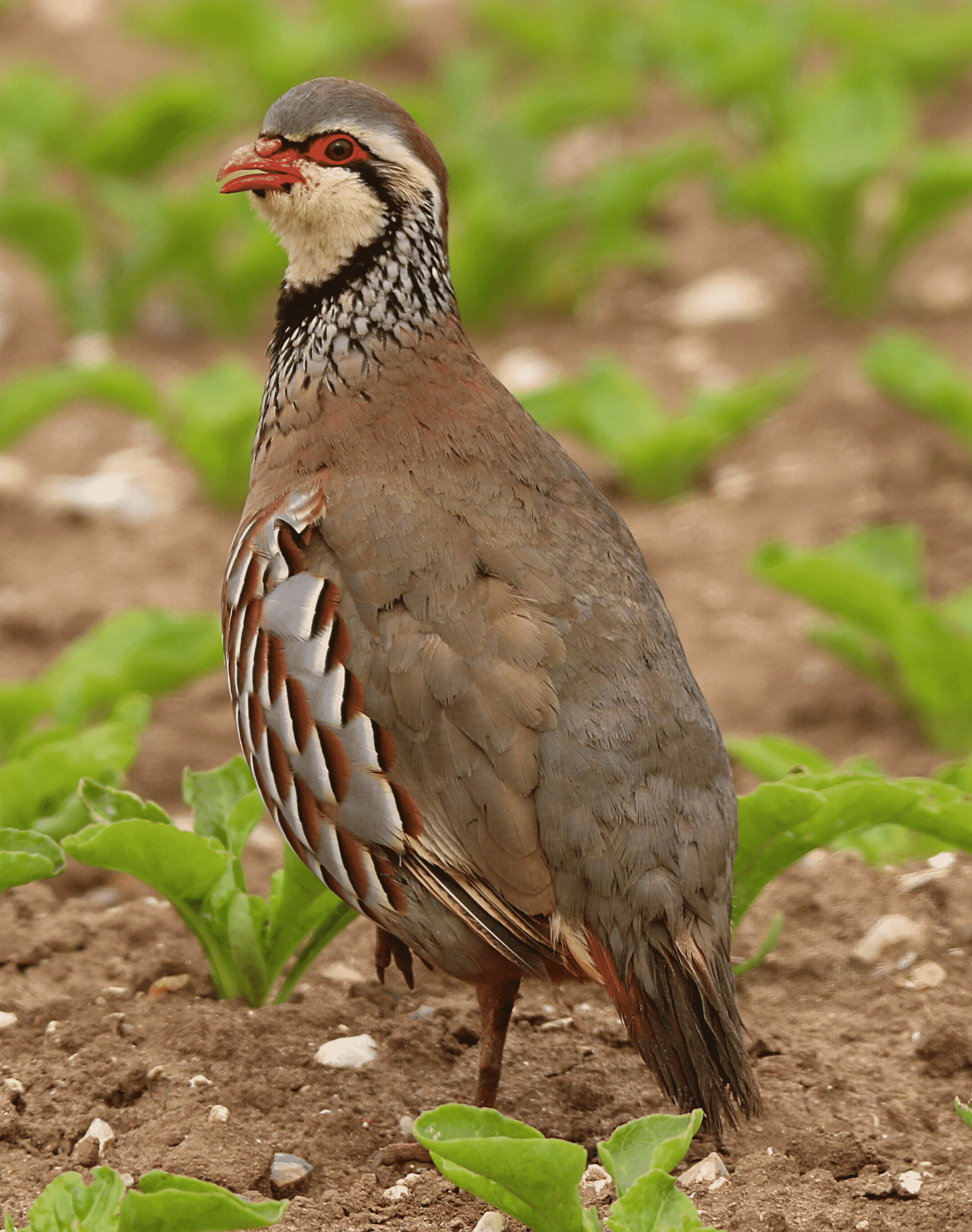 On the first day of Christmas, my true love gave to me: A partridge in a pe...