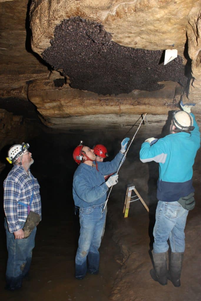 Colony of hibernating bats being measured by four men.