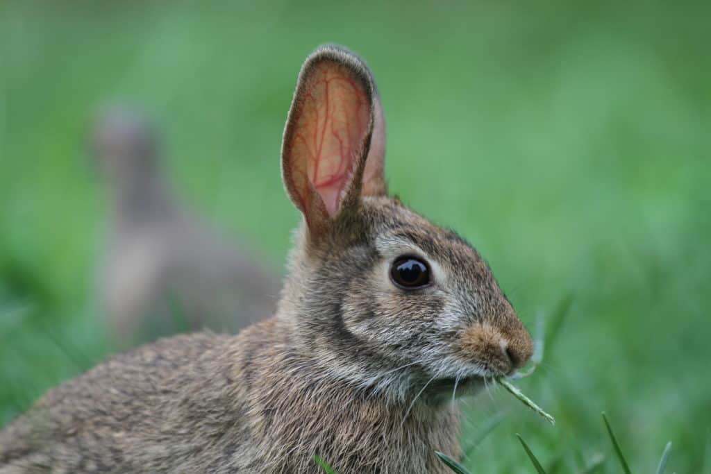 Photo of cottontail rabbit showing cupped shape of its ears.