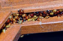 Colorful congregation of orange and yellow Harlequin Ladybird Beetles huddled together in a window sill.