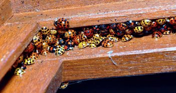 Sleeping winter away – secrets of hibernating wildlife Colorful congregation of orange and yellow Harlequin Ladybird Beetles huddled together in a window sill.