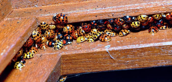 Colorful congregation of orange and yellow Harlequin Ladybird Beetles huddled together in a window sill.