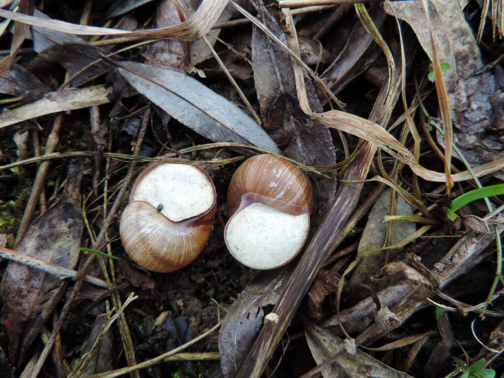 Two large, brown snails with white-colored epiphragms sealing their openings