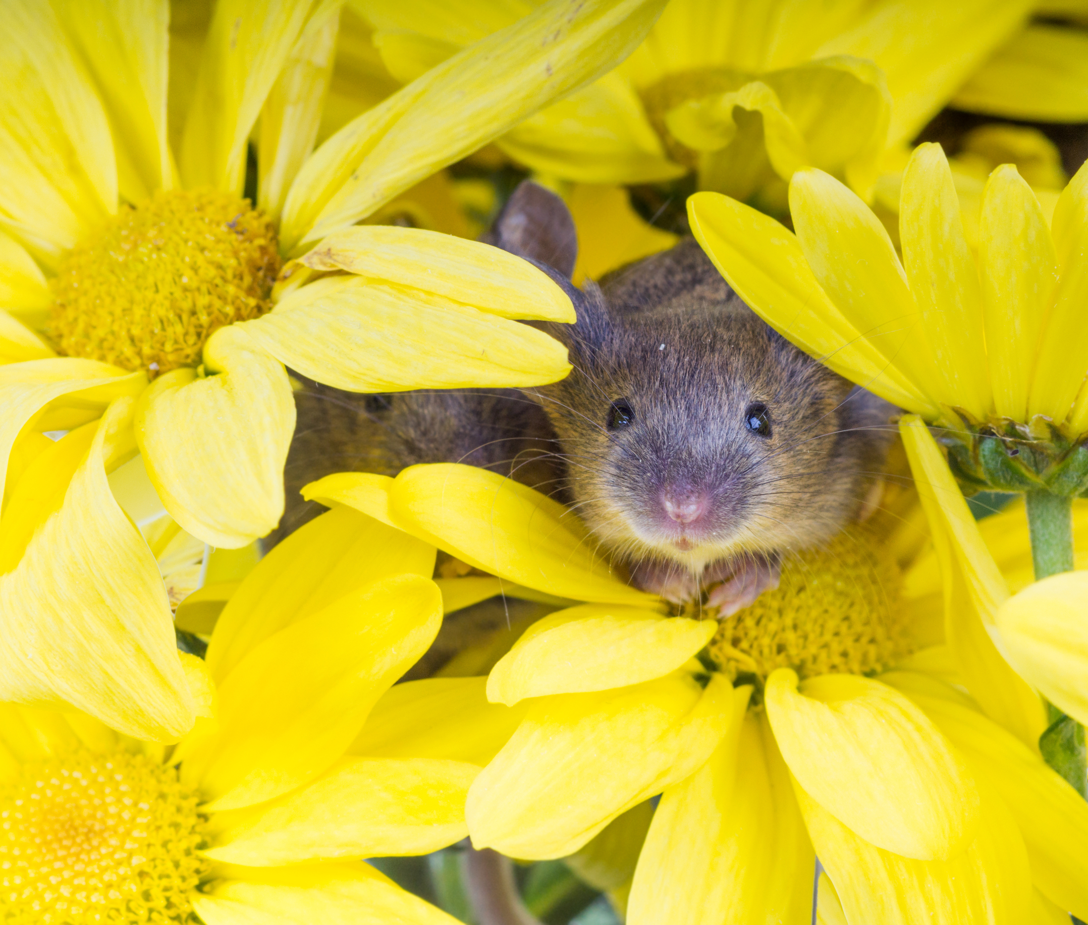 European hamster, All Species Wiki