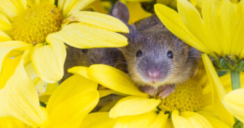 House mouse peeking out of yellow flowers