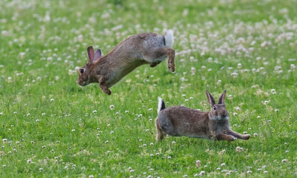 Two cottontails, one facing left and jumping over one just below it which is running to the right.