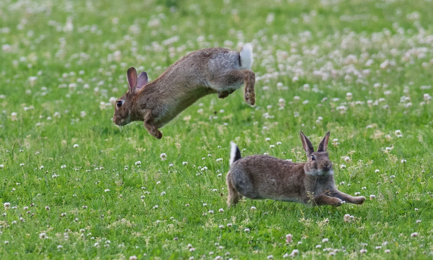 Appalachian Cottontail Rabbit