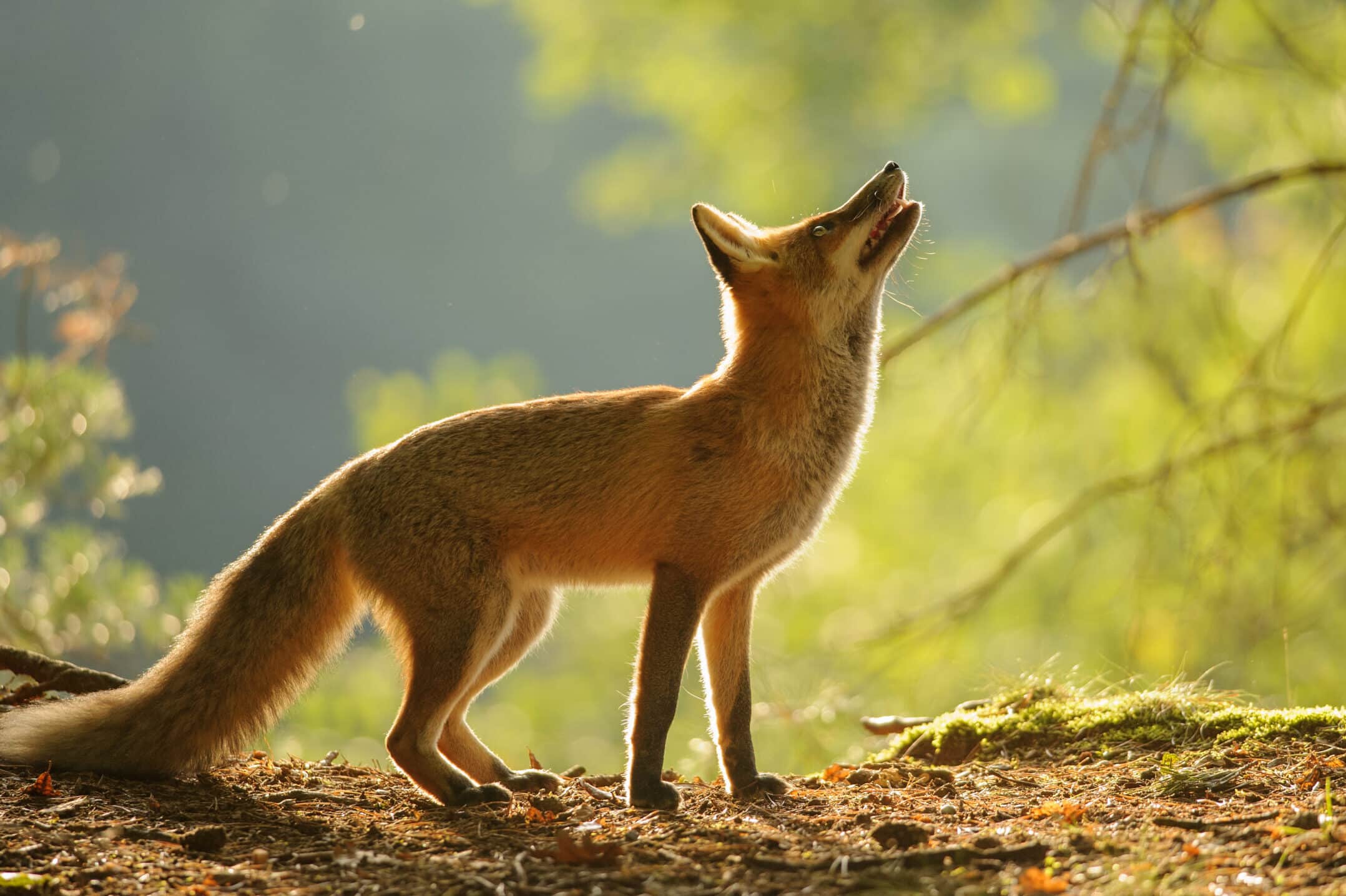All about the Red Fox - Welcome Wildlife