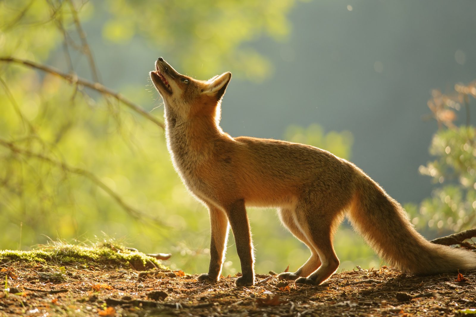 All about the Red Fox - Welcome Wildlife