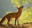 Red Fox standing and looking up, backlight by sunlight.