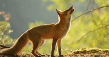 Red Fox standing and looking up, backlight by sunlight.