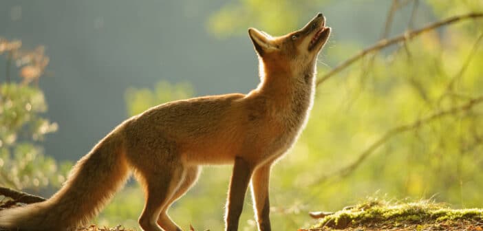 Red Fox standing and looking up, backlight by sunlight.