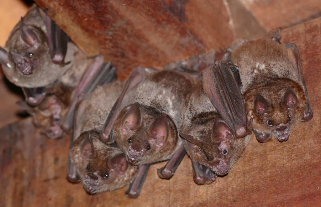 Small group of Seba's Short-tailed Bats roosting in old building.