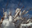 Snow on bare limbs of a shrub