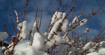 Snow on bare limbs of a shrub