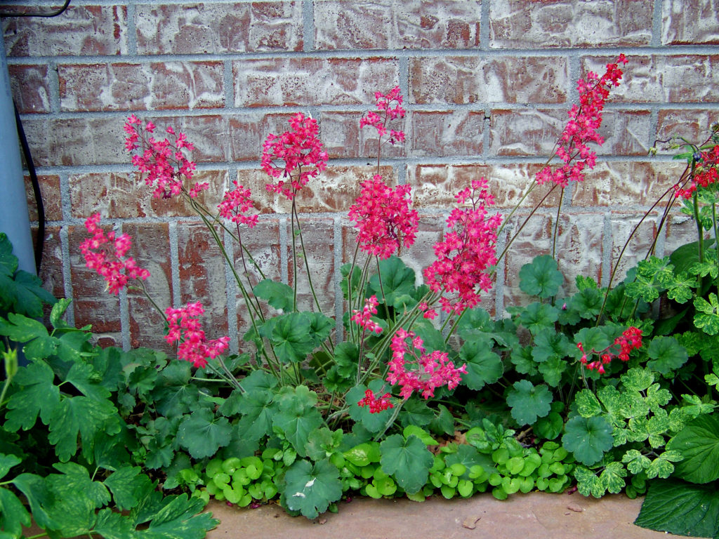 Coral Bells with dark pink blossoms.