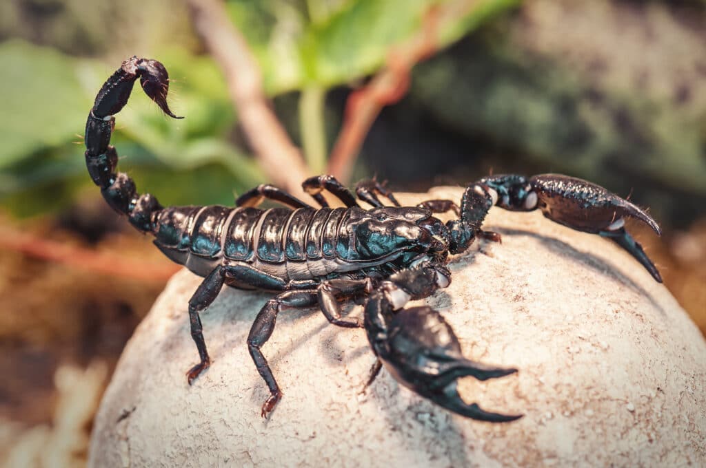 Side view of an Emperor Scorpion, which is standing on a rock.