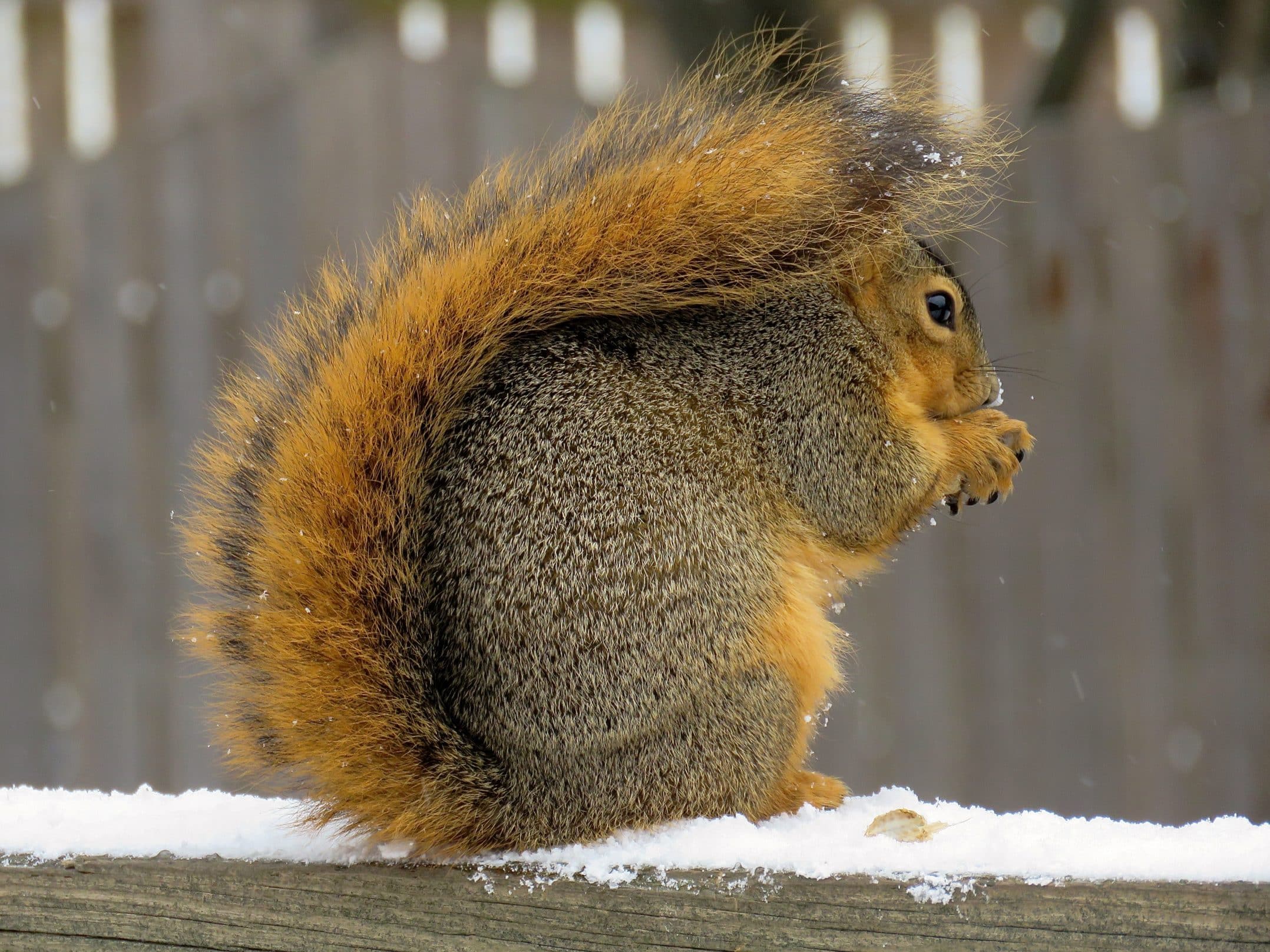 All about Fox Squirrels and Gray Squirrels - Welcome Wildlife