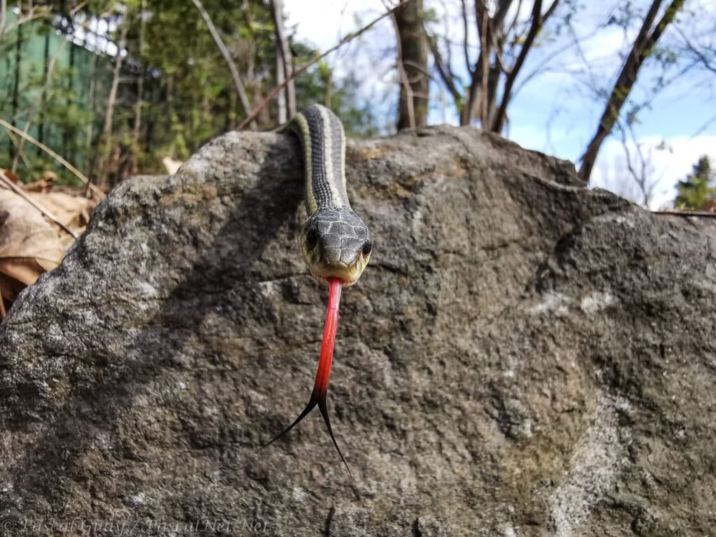 Garter snake slithering over the top of a hill, facing the camera with tongue sticking out.