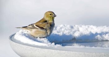 Goldfinch standing on snowy lip of a birdbath.
