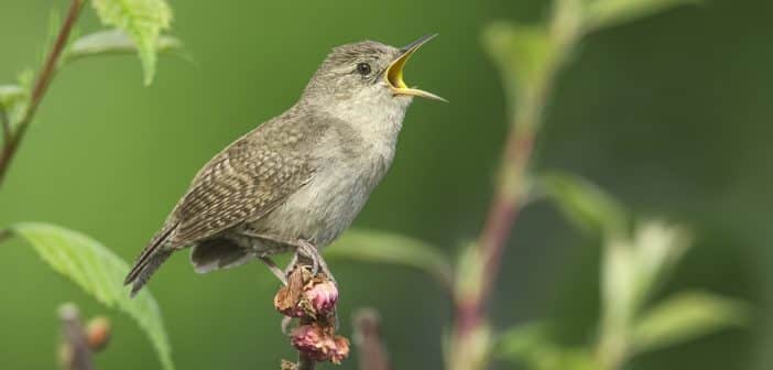 Why songbirds sing