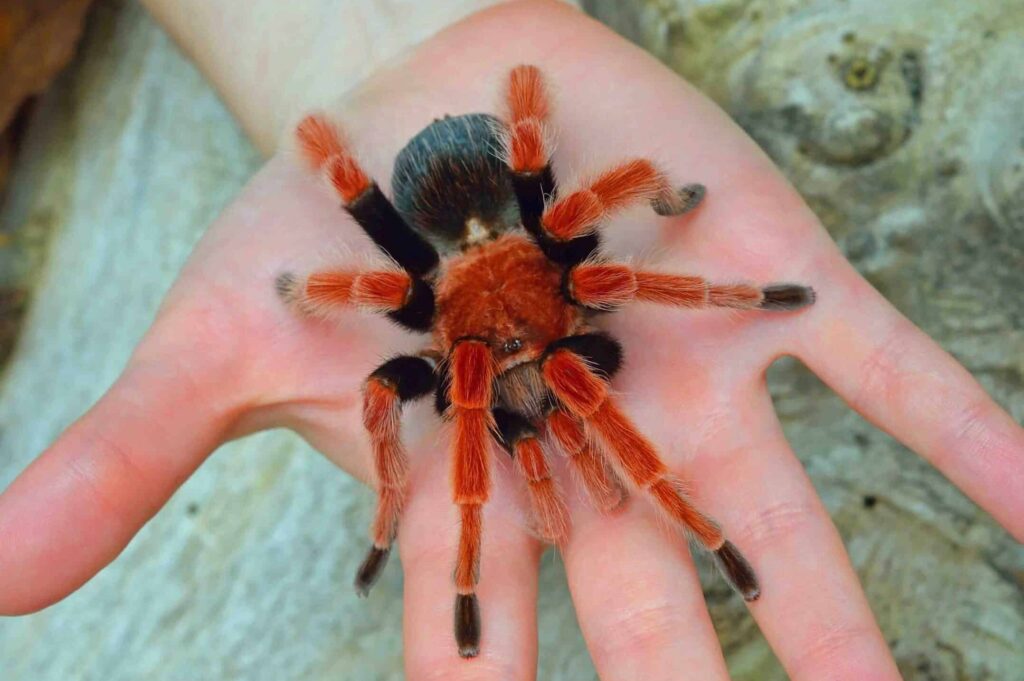 Mexican Fireleg Tarantula standing on a person's palm.