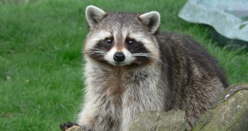 Northern Raccoon facing the camera and standing in grass