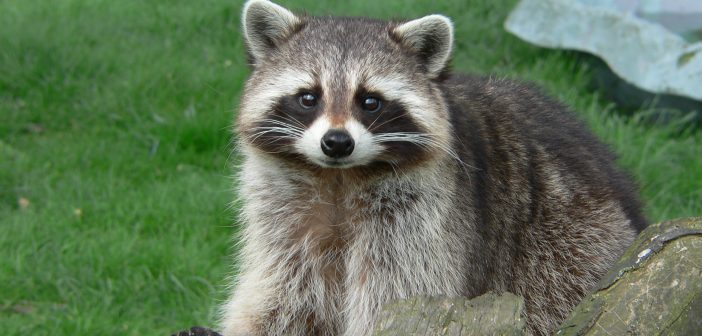 Northern Raccoon facing the camera and standing in grass
