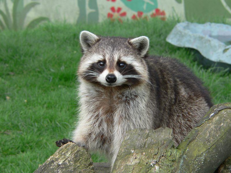 Northern Raccoon facing the camera and standing in grass