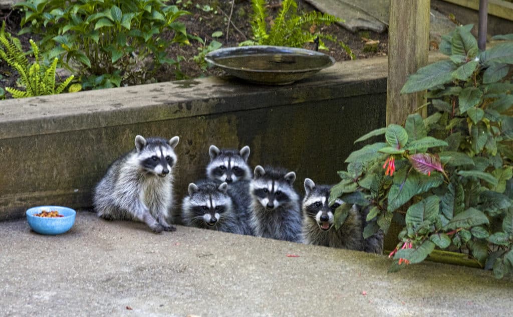 Northern Raccoon family standing on a patio where a dish of food has been put out for them.