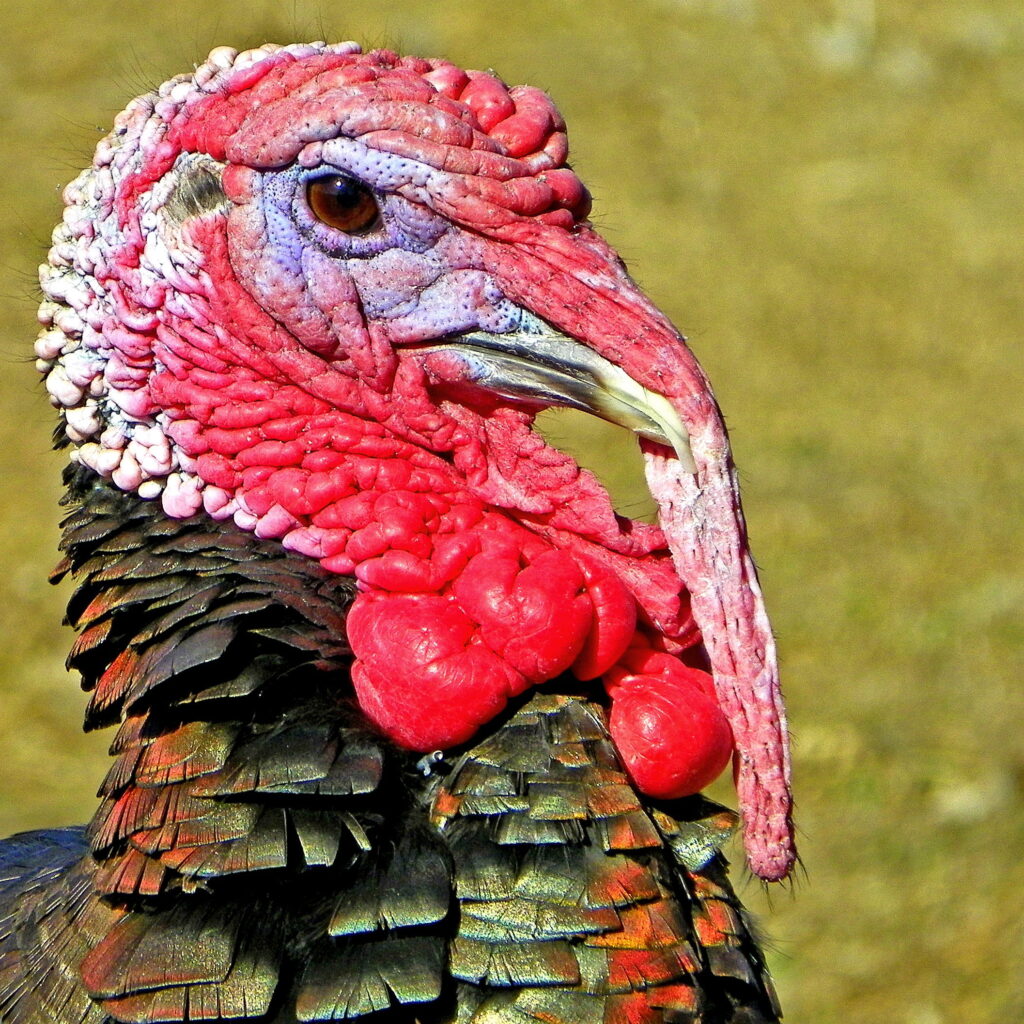 Close up of the head of a Wild Turkey as viewed from the side.