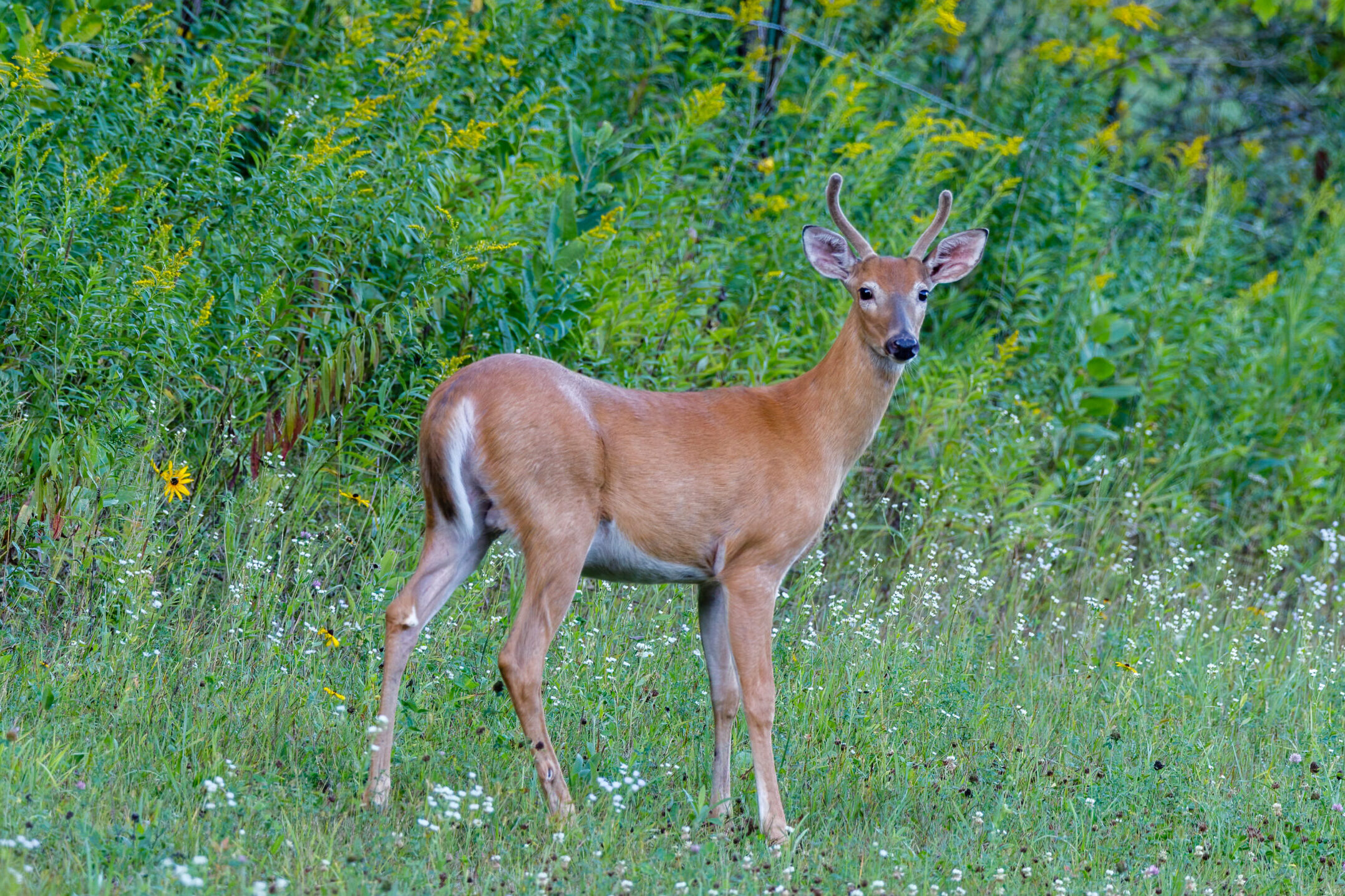 Female White Tailed Deer With Antlers