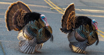 Two Wild Turkeys with feathers flared, standing on pavement.