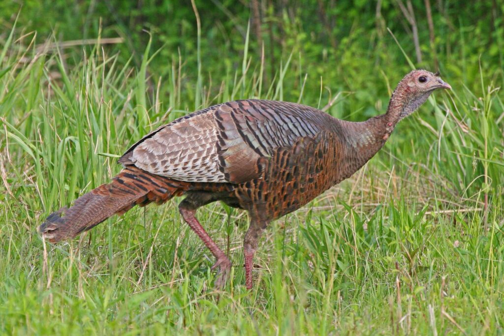 Side view of Wild Turkey female standing on pavement and dead tall grasses behind. it