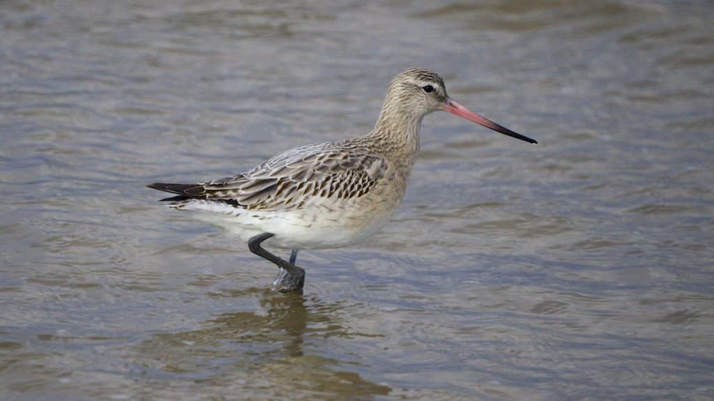 Bar-Tailed Godwit standing in water