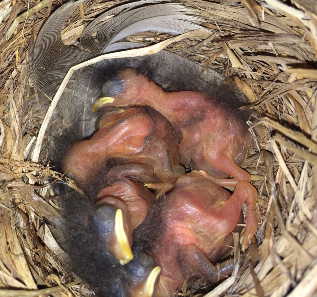 Four tiny hatchling birds, Eastern Bluebirds, huddled together in their small brown nest with eyes still closed.