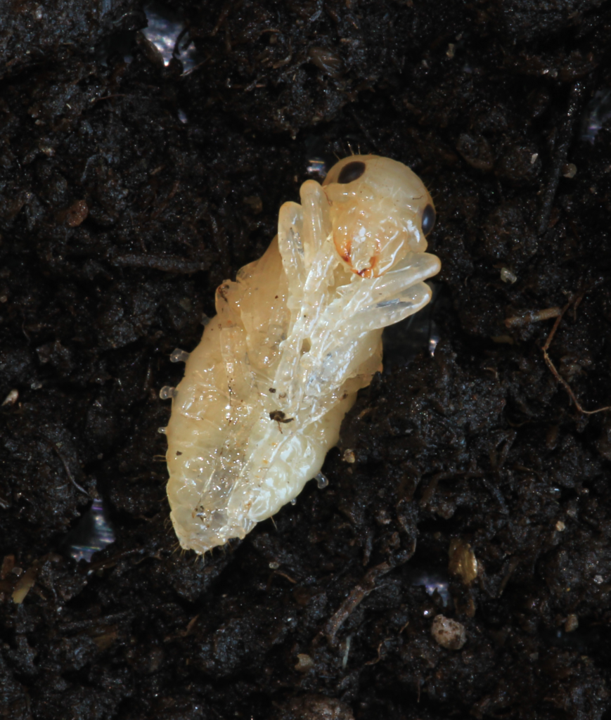 White pupa of a black ground beetle lying on a dark soil surface.