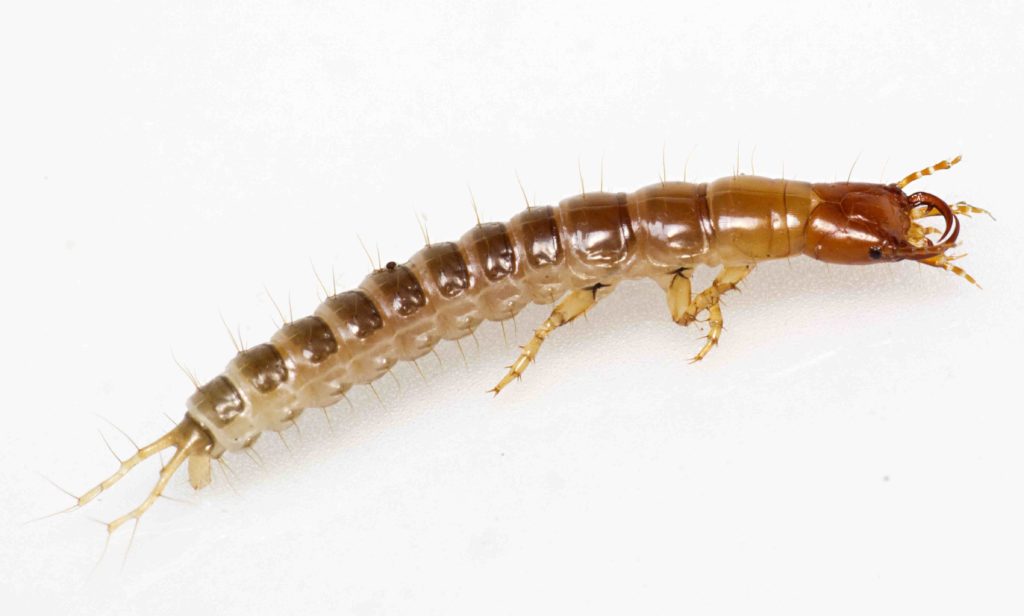 Ground beetle larva, Pterostichus species, standing on white surface.