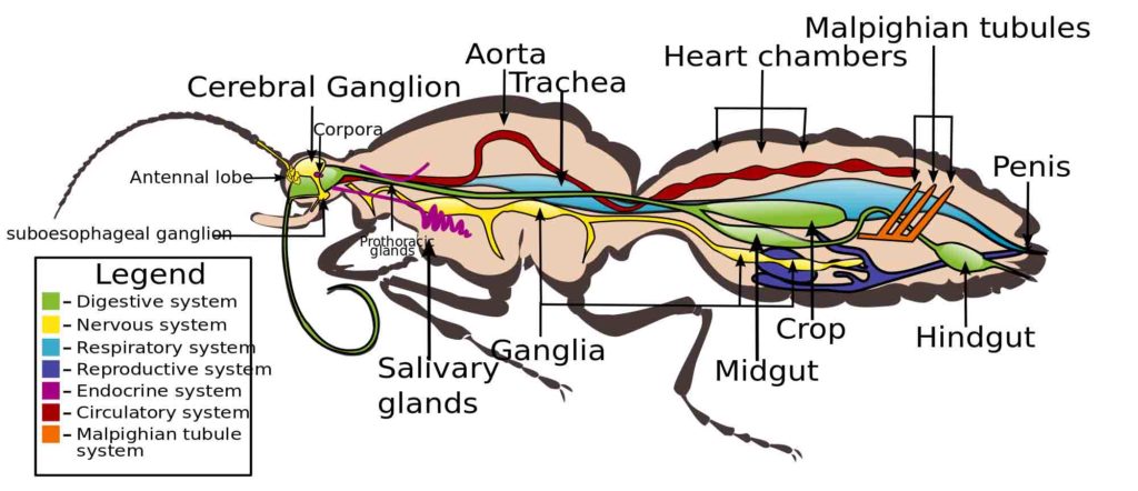 Illustration of internal anatomy of a butterfly, with labels pointing to different body parts.