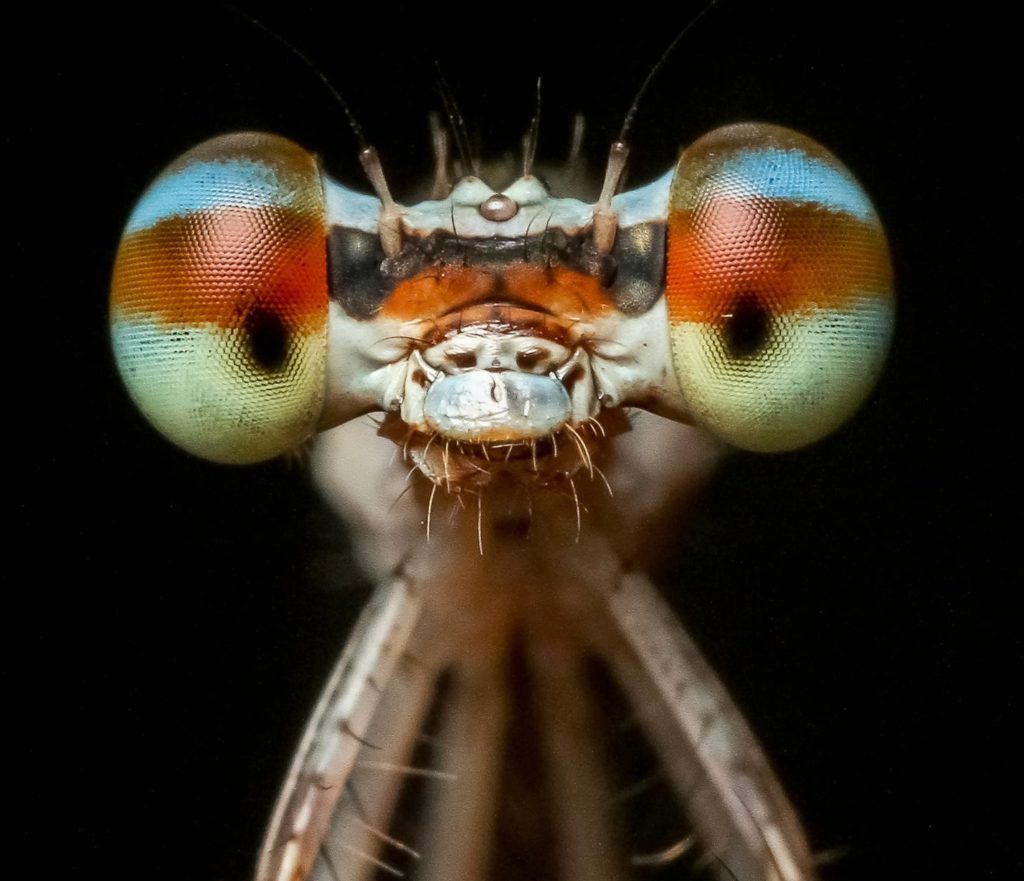 Close up of a damselfly facing forward, showing the wide distance between its compound eyes.