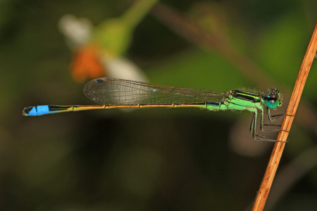 Damselfly with colors of green, black, orange, and blue.