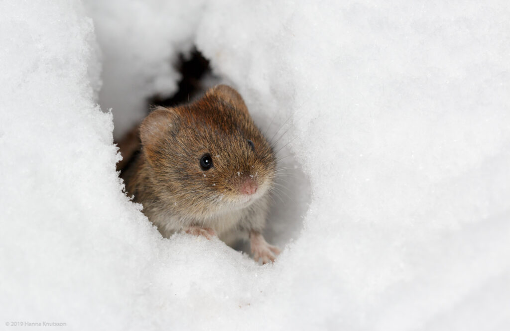 A small brown Bank Vole sticking its head out of a tunnel made in the snow.
