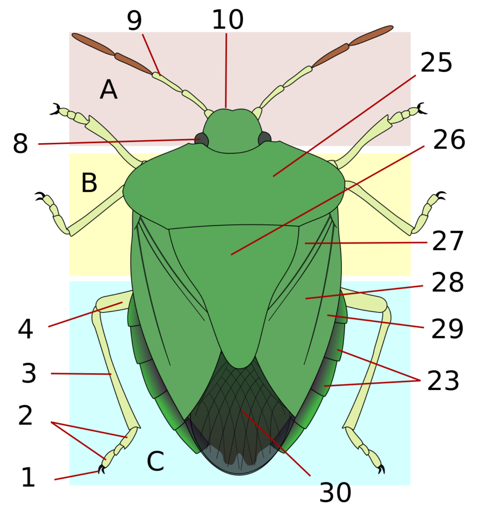 Colored drawing of a true bug with labeled external body parts.