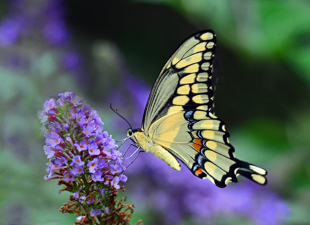 Side view of Giant Swallowtail standing with wings closed on purple flower.