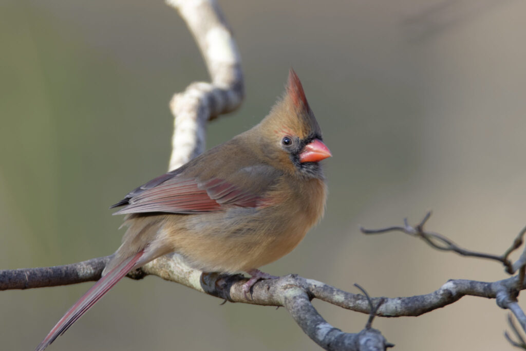 Northern Cardinal female perched on a small tree branch.